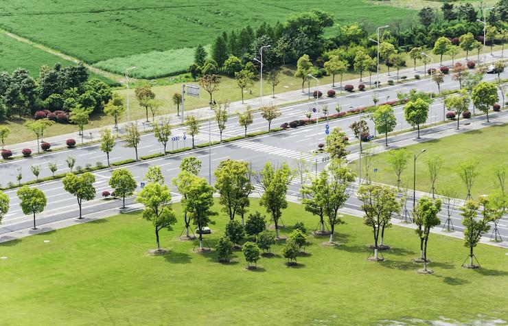 Tree-lined avenue at MIGSA